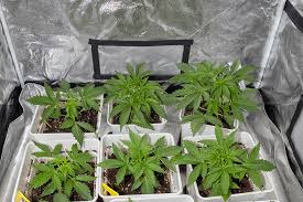 Cannabis Seeds New Brunswick A Comprehensive Guide
