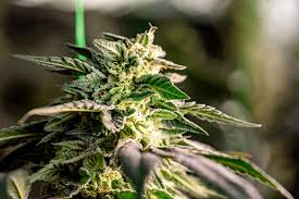 Cannabis Seeds New Brunswick A Comprehensive Guide